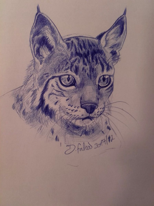 A sketch a day? tryiiiing haaaaard XDDDDSketch of an Iberian Lynx. ____________________I wish to let