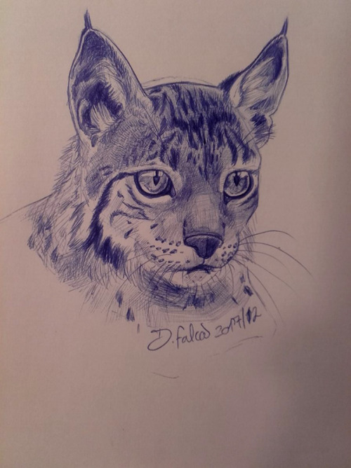 A sketch a day? tryiiiing haaaaard XDDDDSketch of an Iberian Lynx. ____________________I wish t