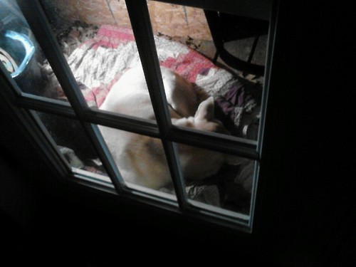    We finally got the dog to go under her heating lamp bed but the cat already took half   