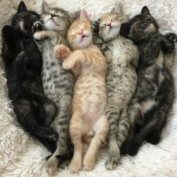 dawwwwfactory:  Nothing like sandwich naps! Click here for more adorable animal pics!