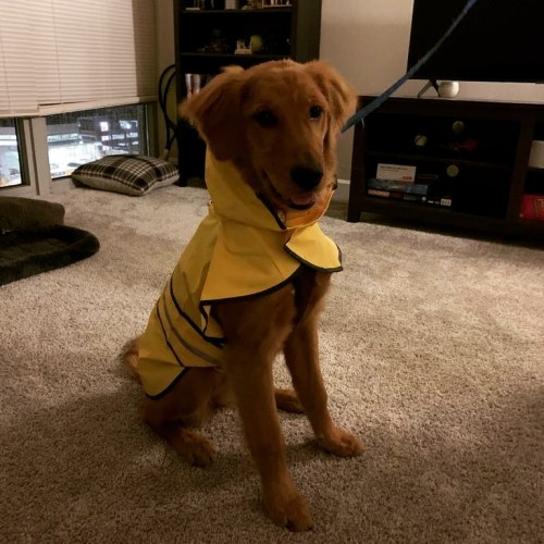 golden-retriever-overload