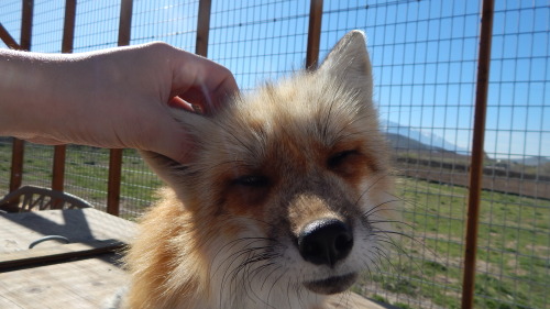 It’s a hard life being a fox, sitting around in the sun, showing off your cuteness to others. 