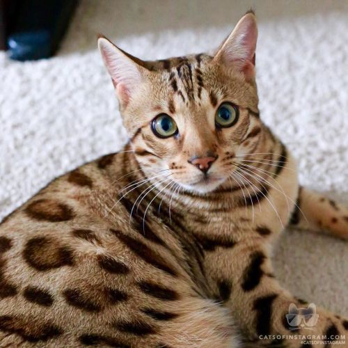 From @orionthebengal: “spots!” #catsofinstagram [source: http://ift.tt/1OhRHF8 ]