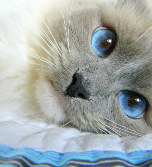 silly-luv:  ♡ find your best posts on my blog ♡