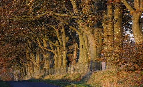 Tree trunks by Graham`s pics A nice line of mature tree trunks, Renfrewshire, Scotland flic.