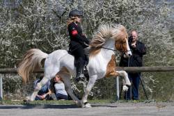 all-the-horses:  Gear von der Igelsburg Álfasteinn