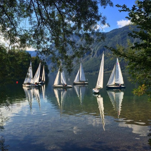 The sailboats glide soundlessly across the glassy lake surface ⛵️ #sailboat #sailing #lake #Slovenia