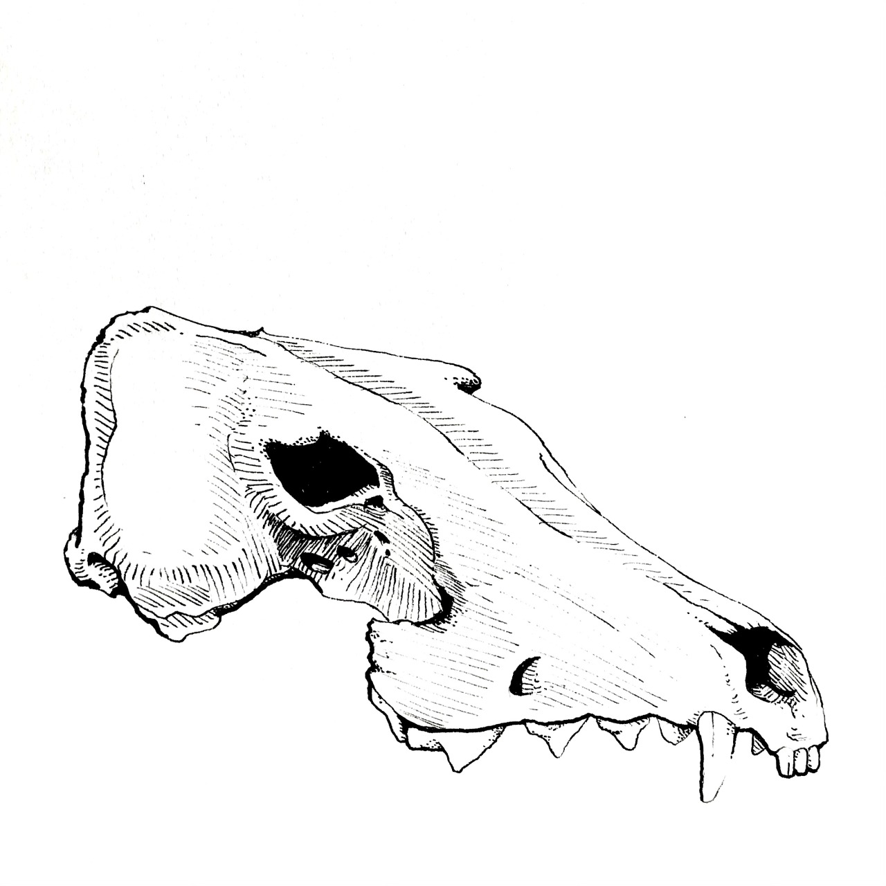 dogg skull