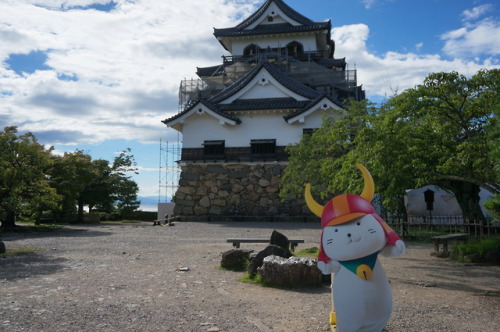 今回は滋賀→京都→大阪旅行。ひこにゃんに会いたくて滋賀へ…！白くて丸くて実物の可愛さが異常でした。しきりにおじぎをするひこにゃんとジョウロで朝顔にお水をあげる仕草が可愛らしい。（お水全部こぼれてたけど