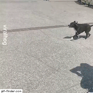 Giffindersite:geronimo!