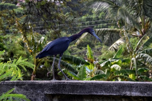 isla-bohemia: St Croix , Virgin Islands Nature | Photography | Travel