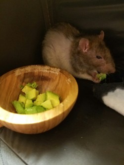 Various pics of Bifur’s good side. He was a handsome kiddo with the cutest chubby cheeks. He was the best of pets and best of rodents. I really do feel like I became a better person having him in my life.