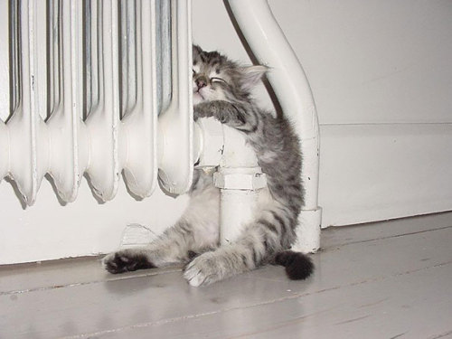 boredpanda:  Animals That Love Warmth More Than Anything  