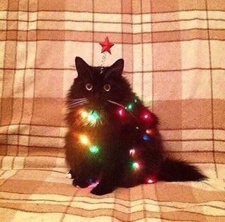 coolcatgroup:Here’s some of my personal favorite Christmas cat pictures!! Hope