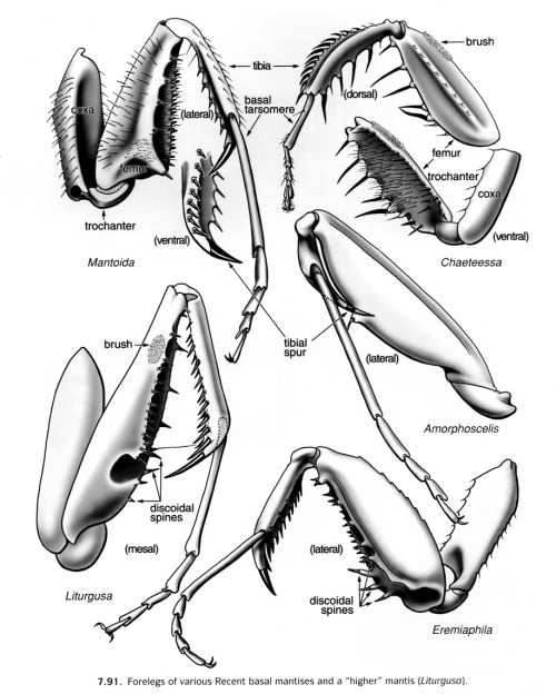 Raptorial forelimbs of diverse &ldquo;recent&rdquo; mantises and convergence in fossorial limb morph