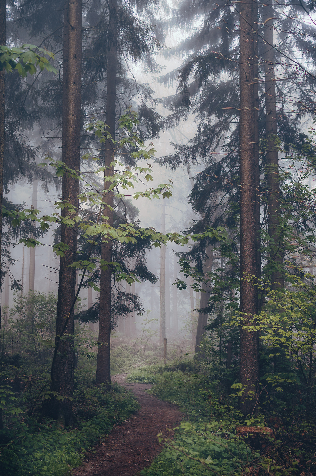 pixelcoder: Running Running Away - German Woodlands - May 2k17   IG: https://instagram.com/lutz.heidbrink/