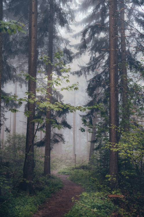 pixelcoder: Running Running Away - German Woodlands - May 2k17   IG: https://instagram.com/lutz.heidbrink/    