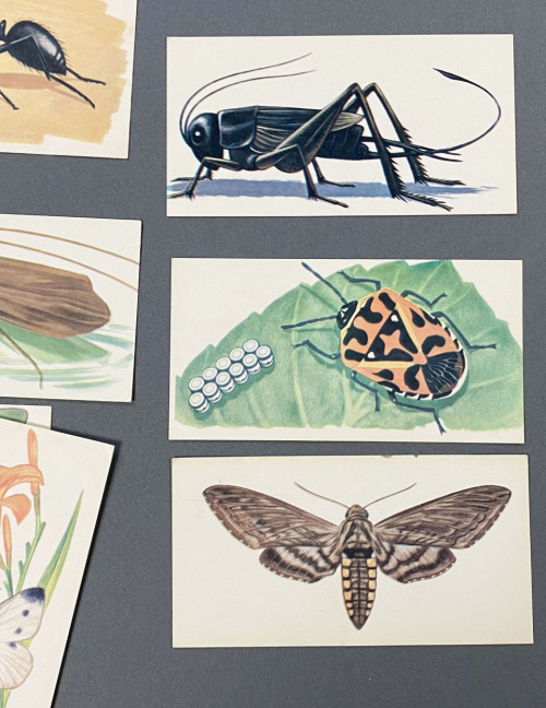Science SaturdayThis week we are looking at educational materials aboutinsects geared towards childr