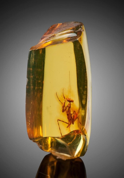 andrearrrrr: praying mantis perfectly preserved in amber was between 23-34 million years old