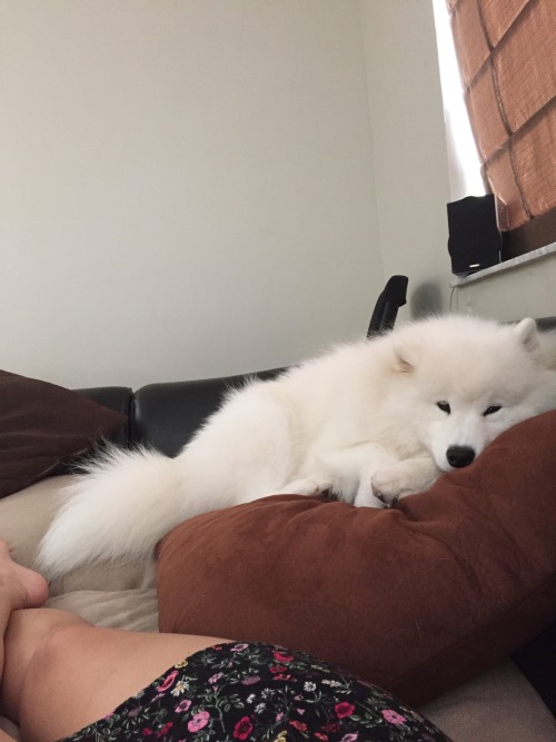 sammiethesamoyed:Sunday nap session. My favorite!