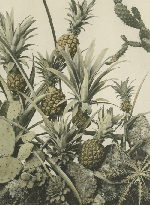 Decoratieve groep met ananassen, cactussen en distels - anonymous - c.1887 - via Rijksmuseum