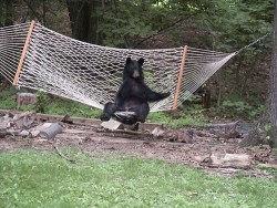 Just chillin’ at the cabin