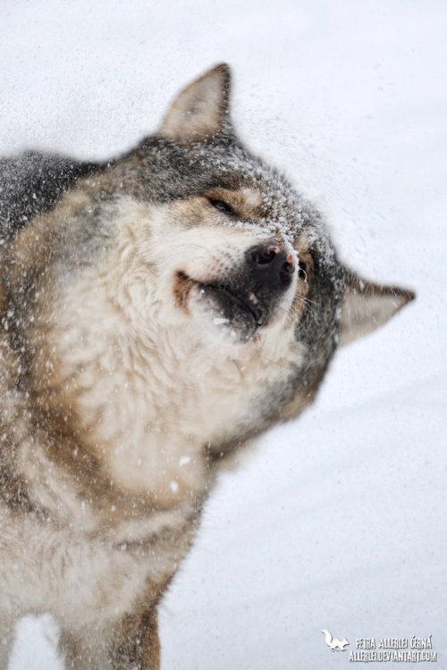 her-wolf: The Gray wolf called Dartaňan (Canis lupus, Vlk eurasijský, Status: Least Concern) from ZOO Chomutov. by Allerlei 