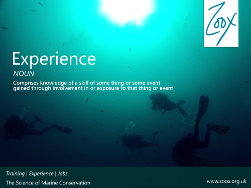 Zoox Experience Programme Ads
Me and Photoshop/ Illustrator have been best friends lately. What do you guys think? Do they show how awesome our volunteer programme is? Because it is. Or I wouldn’t be here.