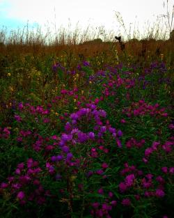 annoyinglyfoulstudentthings:  indefenseofplants:  Fall colors of a tall grass prairie.   #fall #nature #natureporn #nativeplants #naturelovers #aster #tallgrassprairie #prairie #flower #flowers #flowering #flowerporn #illinois #plant #plantnerd #botany