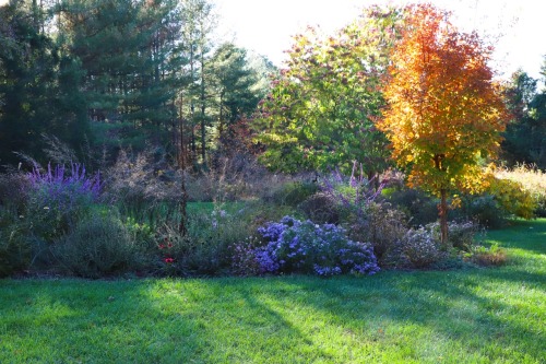 Last color display for this year. Killing frost is on its way soon. Savoring this moment!