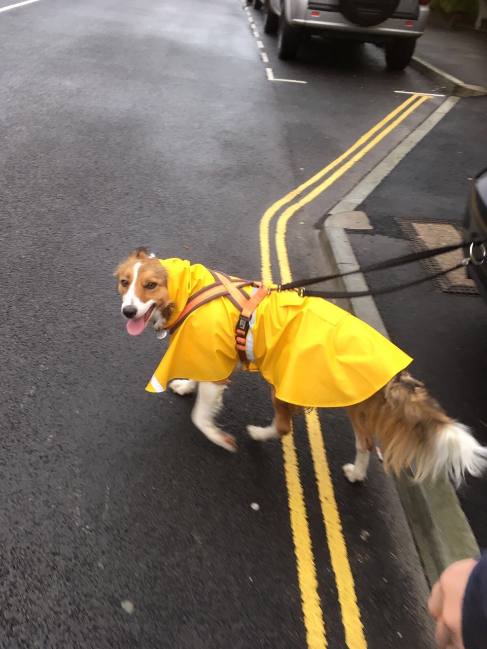 handsomedogs:  This is Layla in the raincoat I bought for her birthday. She’s a