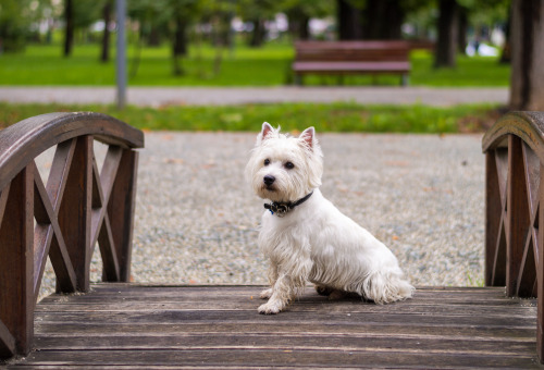 handsomedogs:  westie in the park | Andrei Baban