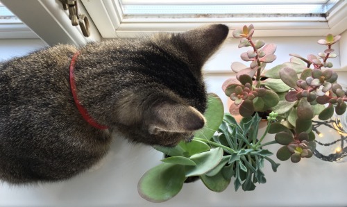 treehouseaddict:This was the only decent picture I could get of her w. my plants…