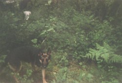 oregonforestdog:This is old, faded, low quality, and scanned in even lower quality, but still my favorite picture of Ribby.