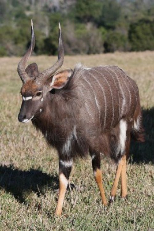 deermary:nyala bulls