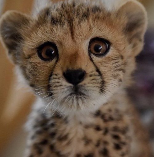 dark34angel:Cute Cheetah