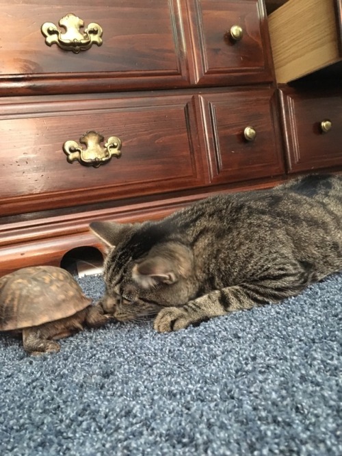 So my boyfriend has a pet turtle her name is Mrs. T and she’s around 20 years old and my cat j