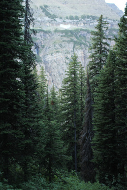 discountable:  brutalgeneration:  Trees. by Andrew Holzschuh on Flickr.  nature 