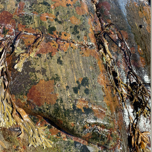 focsle:Tidepool textures.