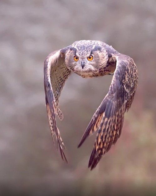 beautiful-wildlife:  Photo Series | ~ Eurasian Eagle Owl ~  Images by ©  • Stefano Ro