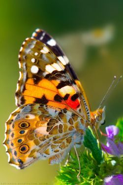 liquige:  NYMPHALIDAE by Konstantine Deryabkin