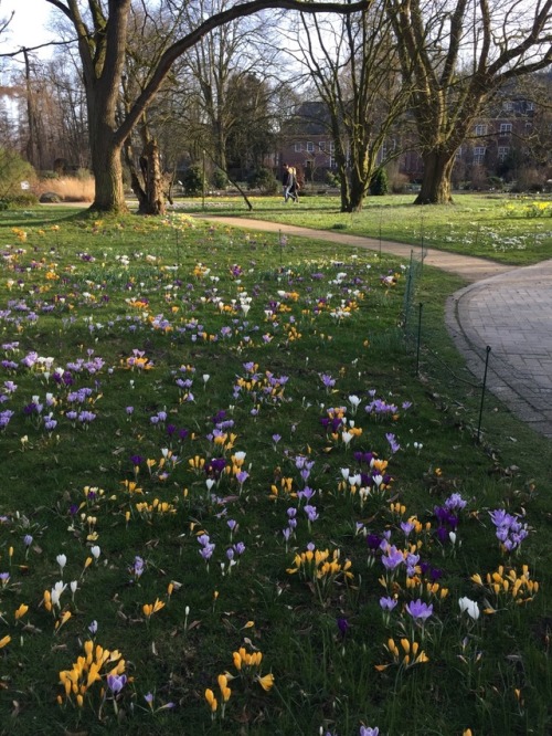 glitter-glow:took a little break from essay writing this afternoon and went to the botanical garden 