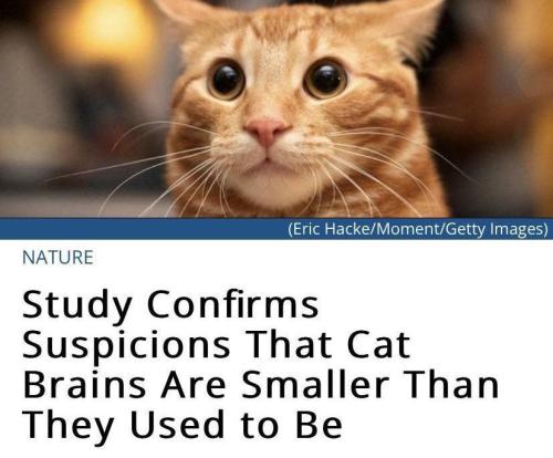 mariacallous:cannibalchicken:any cat owner already knew this   #unfair study; that cat is orange