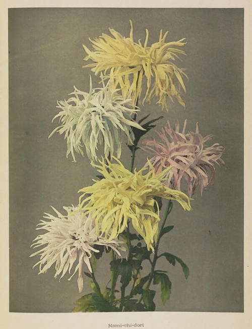 Kazumasa Ogawa’s Hand-Coloured Flower Photographs