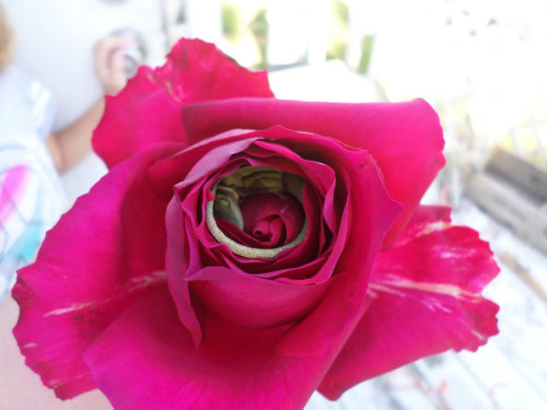 currentsinbiology: Sleeping Lizard Discovered Using A Rose For A Bed 