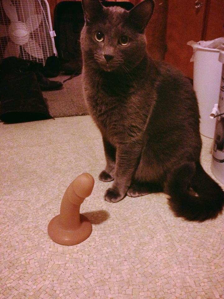 Cat Dildo