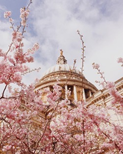 andantegrazioso:
“Blossom of architecture and nature | allyrosewell
”