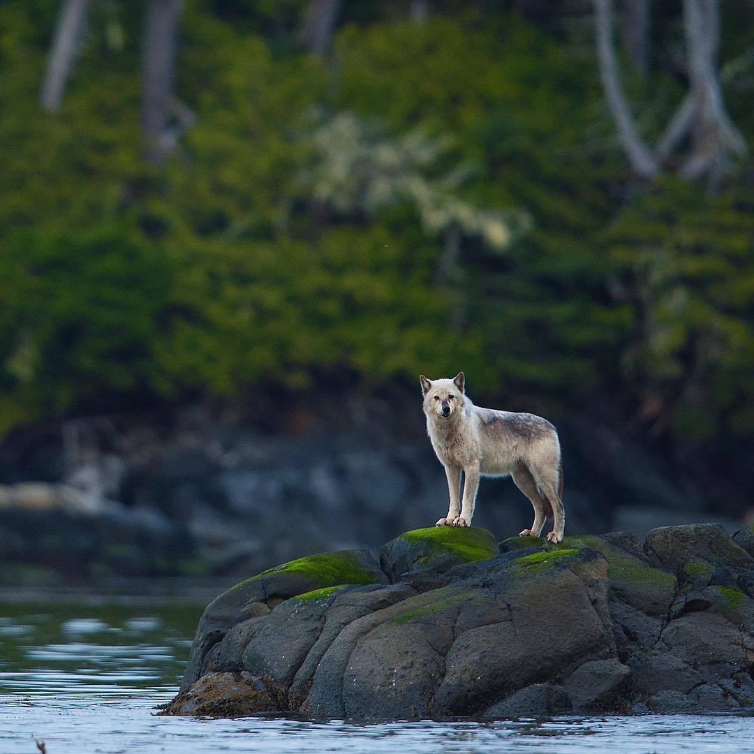 wolfsheart-blog:  Coastal wolf assessing the next crossing by Ian McAllister 