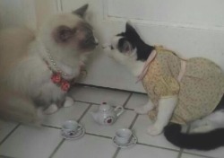 russianlolita:my cats about to kiss at a