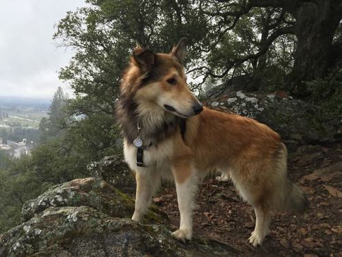 Chai’s only 7 months old, so it will be a year and a half before the time comes, but I wanted 